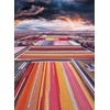 image:imageBuffalo Games  blanc  Kristina Makeeva  Infinity Fields of The Netherlands  1000 Piece Jigsaw Puzzle for Adults Challenging Puzzle Perfect for Game Nights  Size is 2675 x 1975