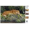 image:imageBuffalo Games  Hautman Brothers  Jaguar and Butterfly  300 Piece Jigsaw Puzzle for Adults Ages 14 and Up Challenging Puzzle Perfect for Game Nights