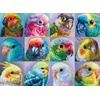 image:imageBuffalo Games  Holly Storlie  Parrot Perfection  1000 Piece Jigsaw Puzzle for Adults Challenging Puzzle Perfect for Game Nights  Finished Size is 2675 x 1975