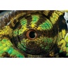 image:imageBuffalo Games  National Geographic  500 Piece Jigsaw Puzzle Value Pack Bundle 2  Limited Edition  6 Puzzles Included  Puzzles for Adults