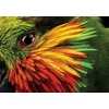 image:imageBuffalo Games  National Geographic  500 Piece Jigsaw Puzzle Value Pack Bundle 2  Limited Edition  6 Puzzles Included  Puzzles for Adults