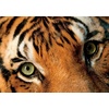 image:imageBuffalo Games  National Geographic  500 Piece Jigsaw Puzzle Value Pack Bundle 2  Limited Edition  6 Puzzles Included  Puzzles for Adults