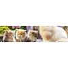 image:imageCeaco  A Purrfect Day  500 Piece Jigsaw Puzzle