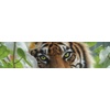 image:imageCeaco  Orchid Haven  500 Piece Jigsaw Puzzle