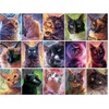 image:imageBuffalo Games  Louise Goalby  Cat Candids  750 Piece Jigsaw Puzzle for Adults Challenging Puzzle Perfect for Game Nights  Finished Size is
