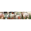 image:imageCeaco  Tom Wood  Farm Animal Friends  300 Oversized Piece Jigsaw Puzzle