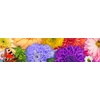image:imageCeaco Flower Spectrum 300 PC Puzzle