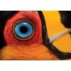 image:imageBuffalo Games  NatGeoJoel Sartore  Ariel Toucan  500 Piece Jigsaw Puzzle for Adults  Challenging Puzzle Perfect for Game Nights  Finished Puzzle Size is 2125 x 1500