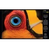 image:imageBuffalo Games  NatGeoJoel Sartore  Ariel Toucan  500 Piece Jigsaw Puzzle for Adults  Challenging Puzzle Perfect for Game Nights  Finished Puzzle Size is 2125 x 1500
